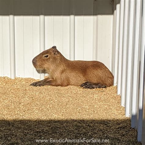 Capybaras for sale near me. . Capybara for sale near pennsylvania